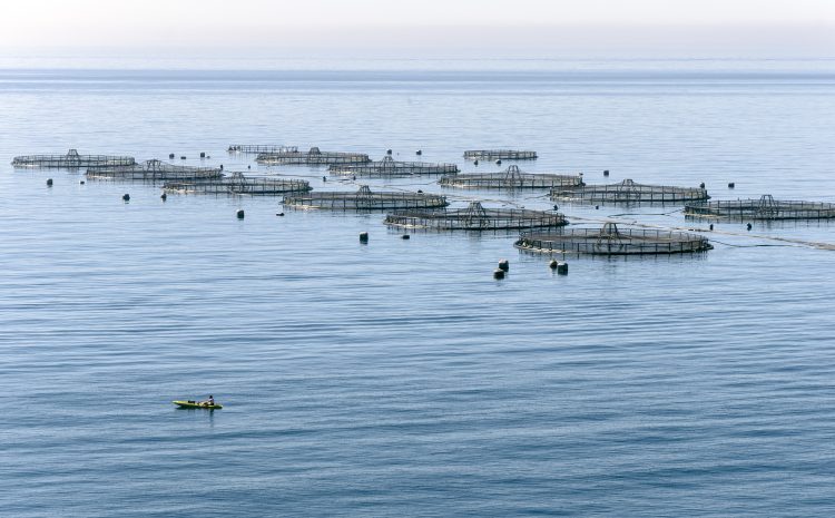  Pescas e Aquacultura